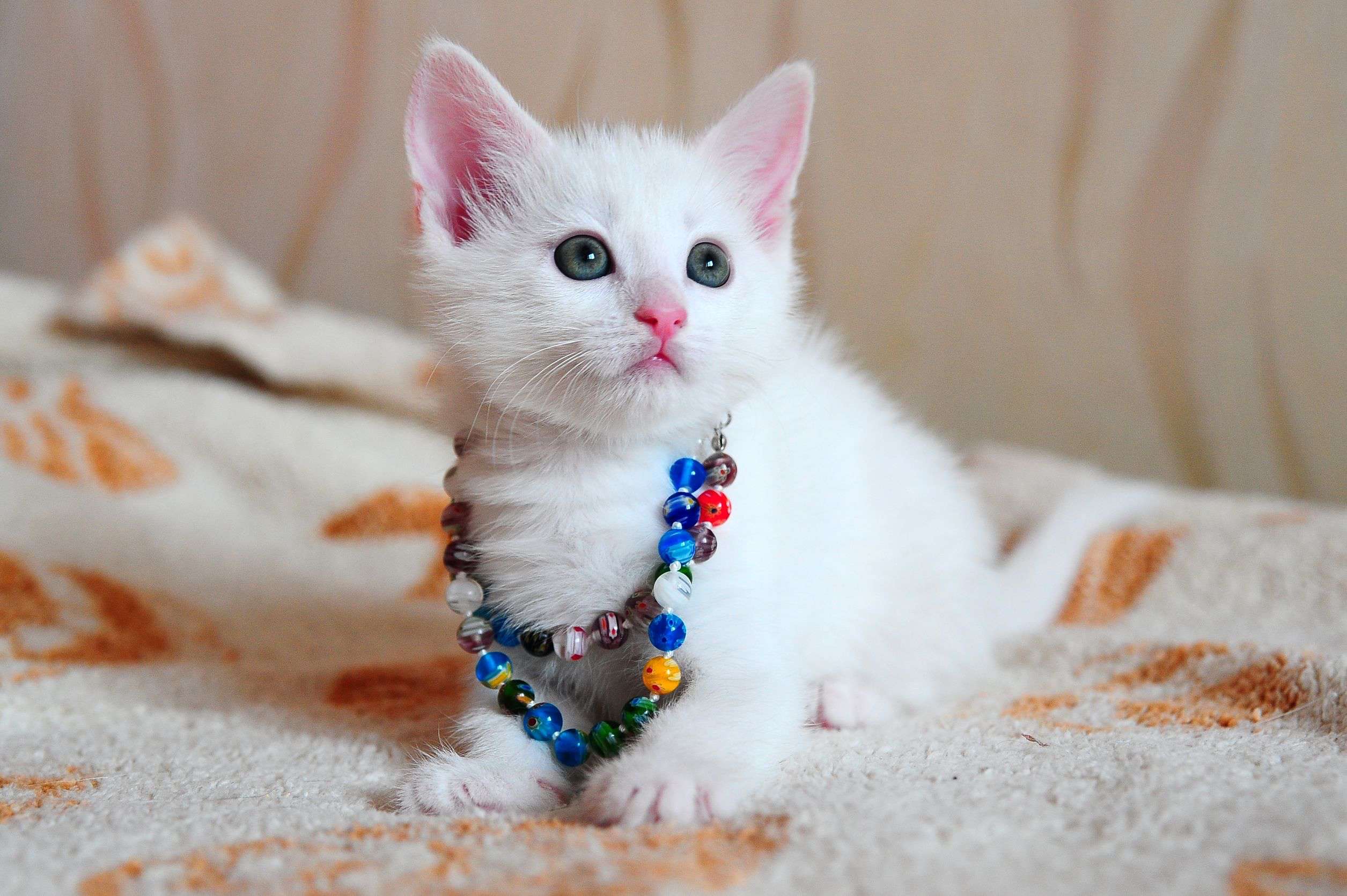 Blue-Eyed Kitten